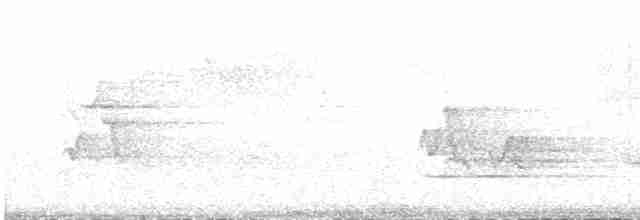 Hermit Thrush (faxoni/crymophilus) - ML618617085
