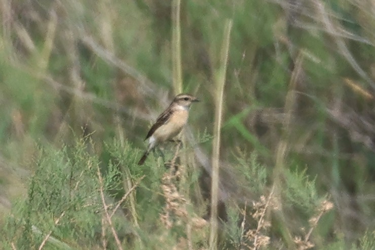 Whinchat - ML618617097