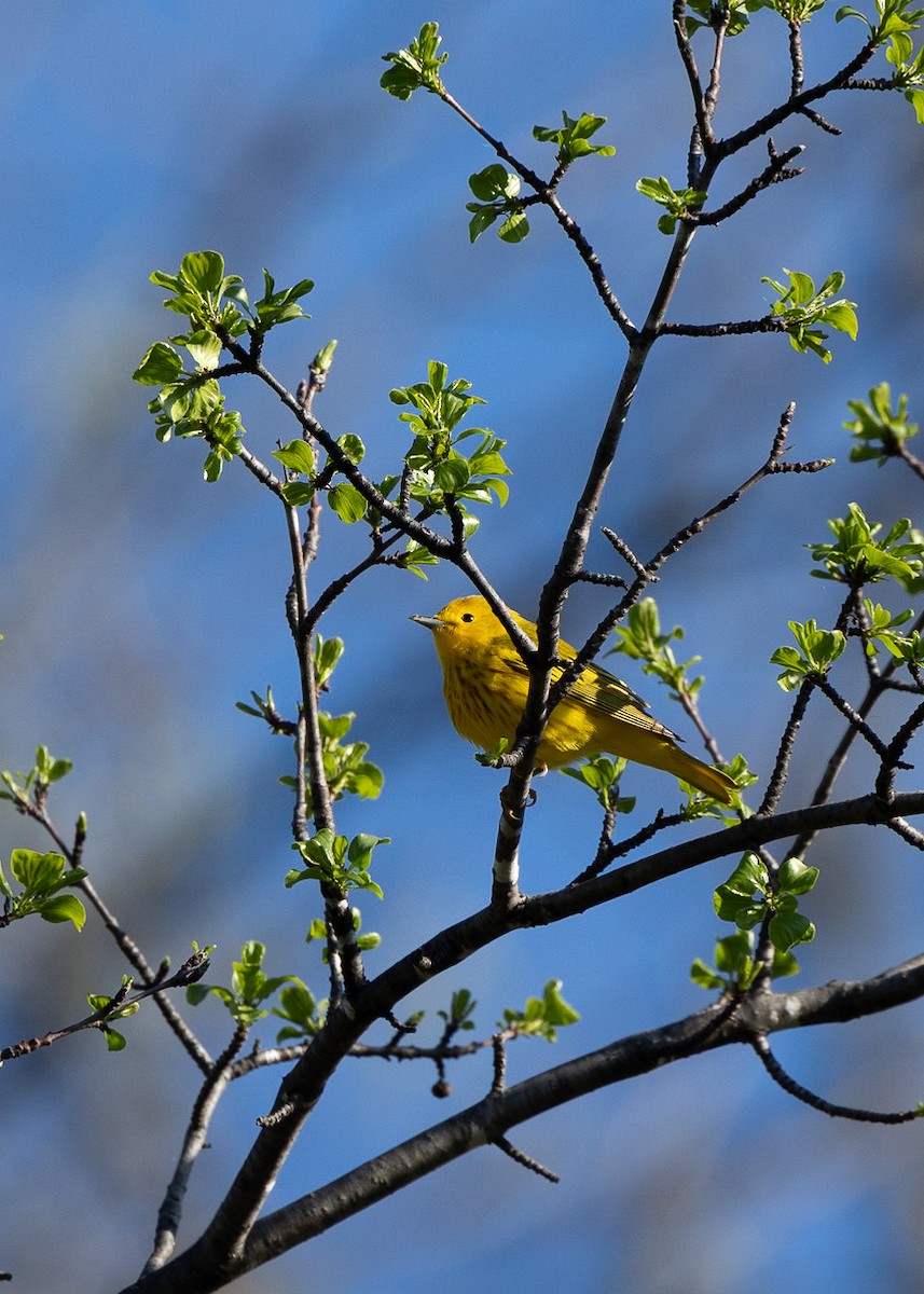 Yellow Warbler - ML618617148
