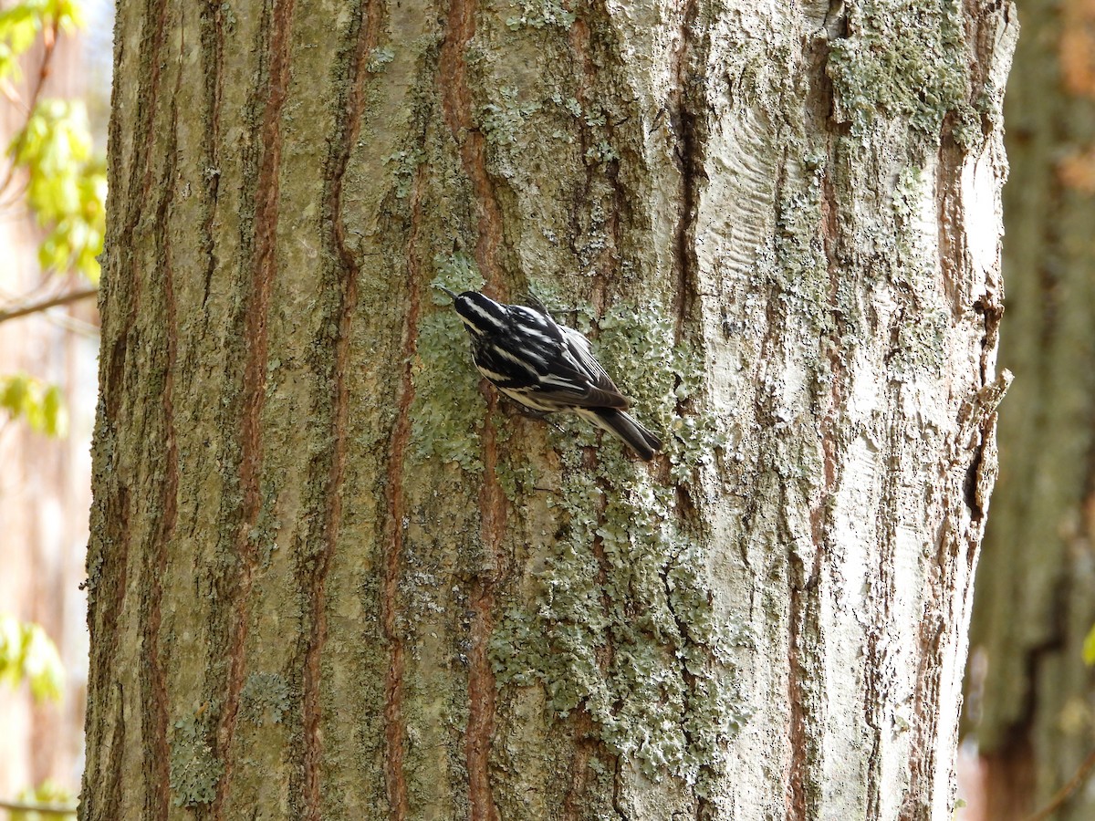 Black-and-white Warbler - ML618617153