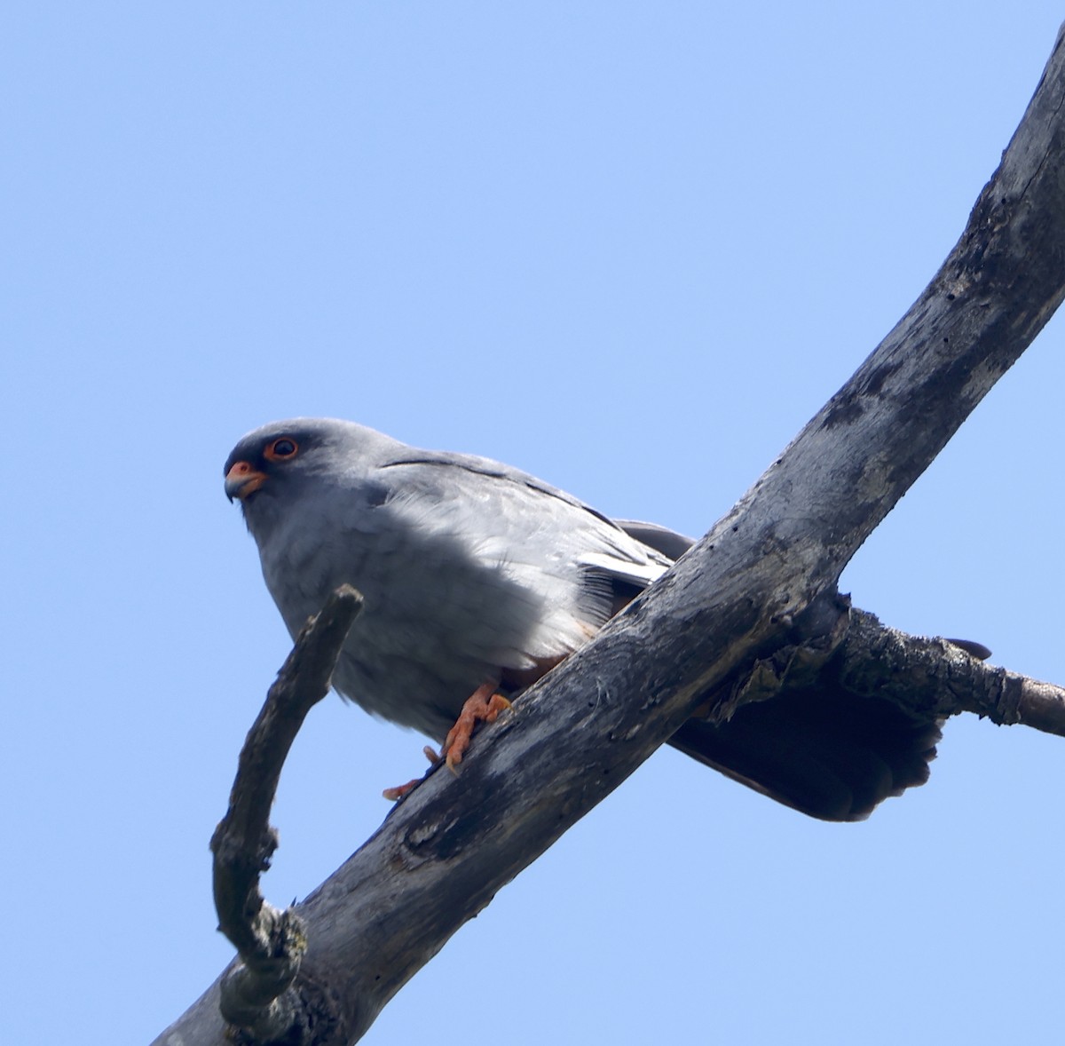 Red-footed Falcon - ML618617155