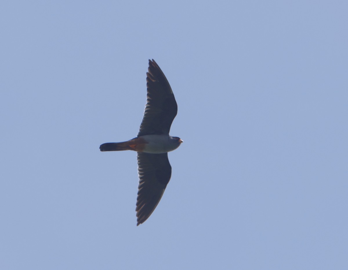 Red-footed Falcon - ML618617156