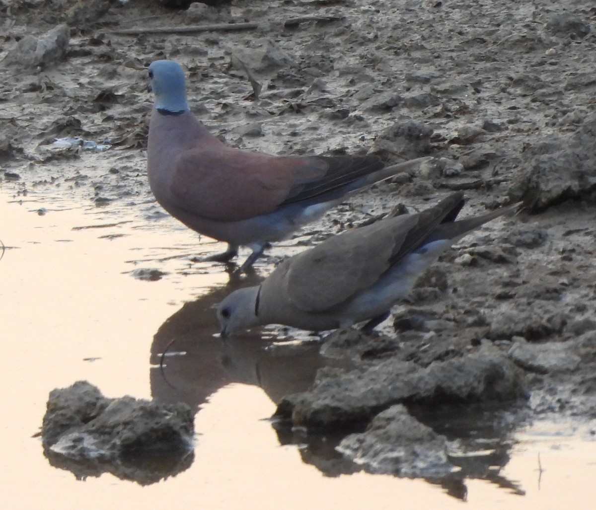 Red Collared-Dove - ML618617171