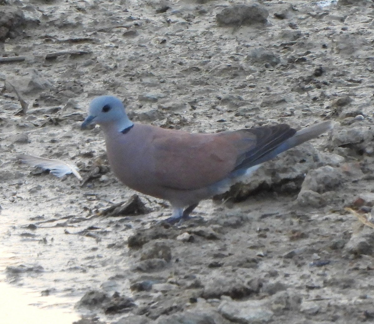 Red Collared-Dove - ML618617173
