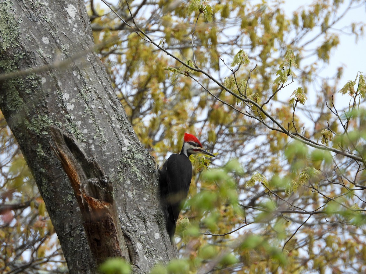 Pileated Woodpecker - ML618617177