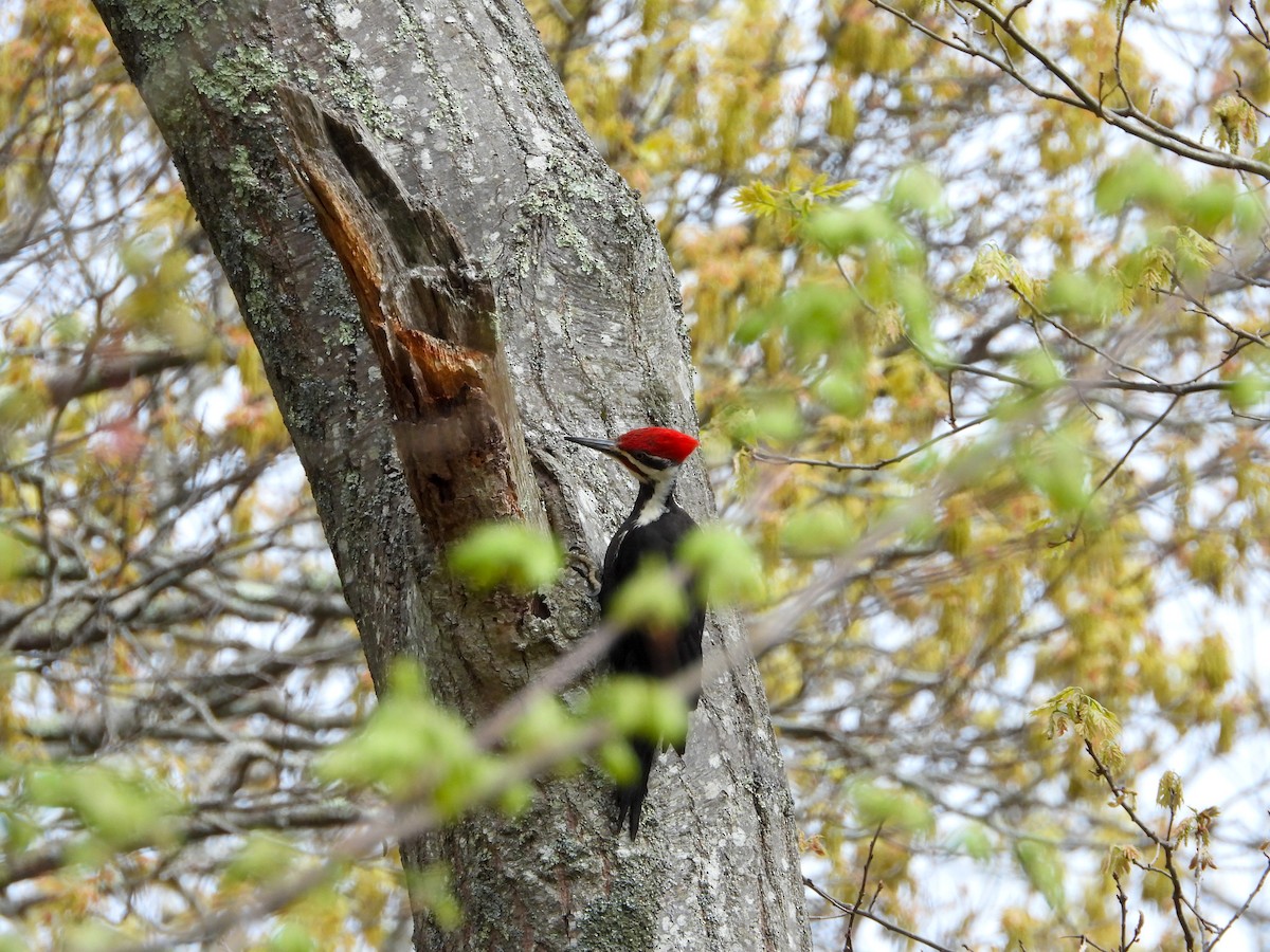 Pileated Woodpecker - ML618617178