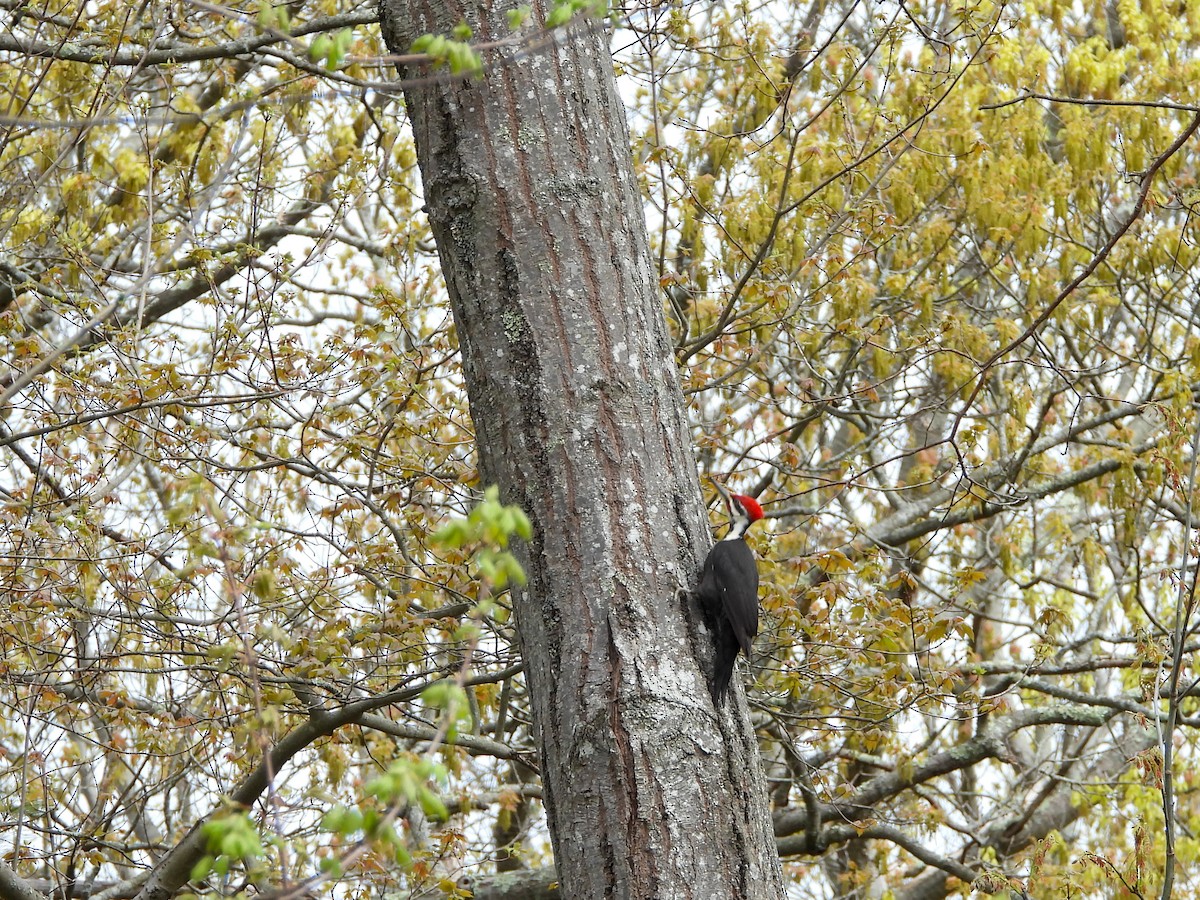 Pileated Woodpecker - ML618617179