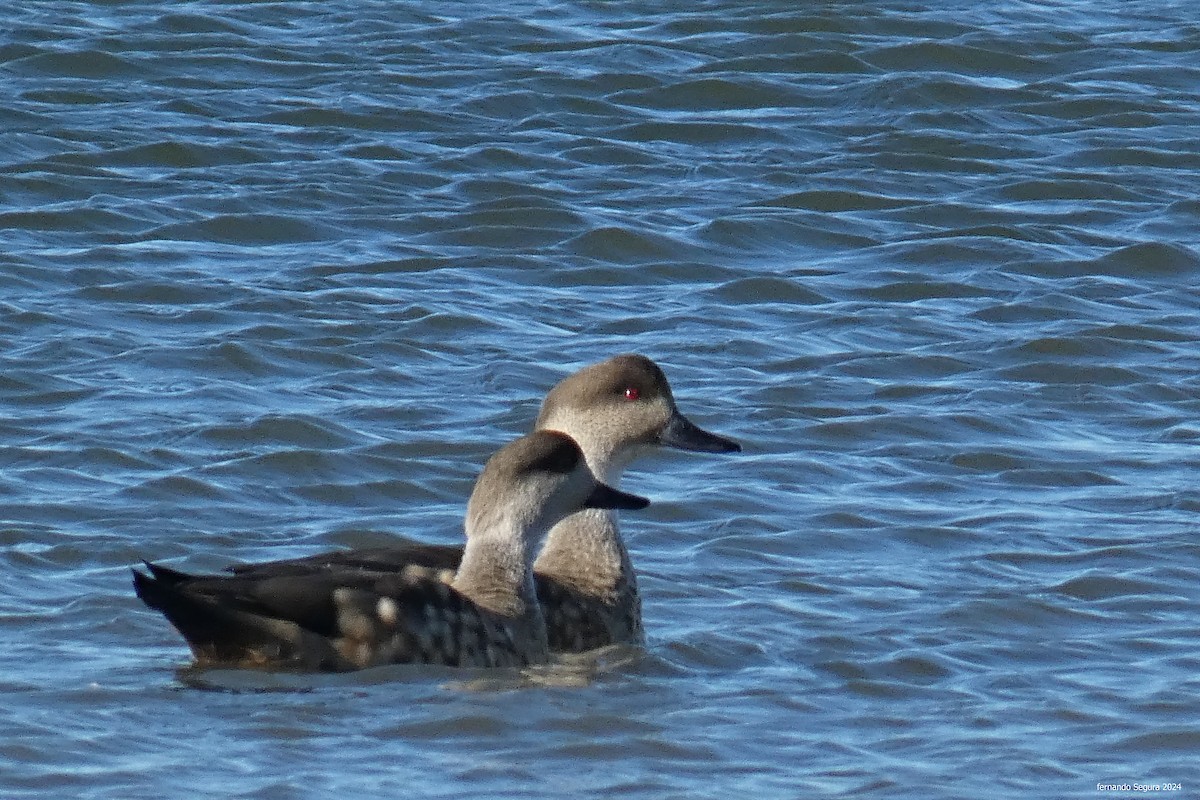 Crested Duck - ML618617190