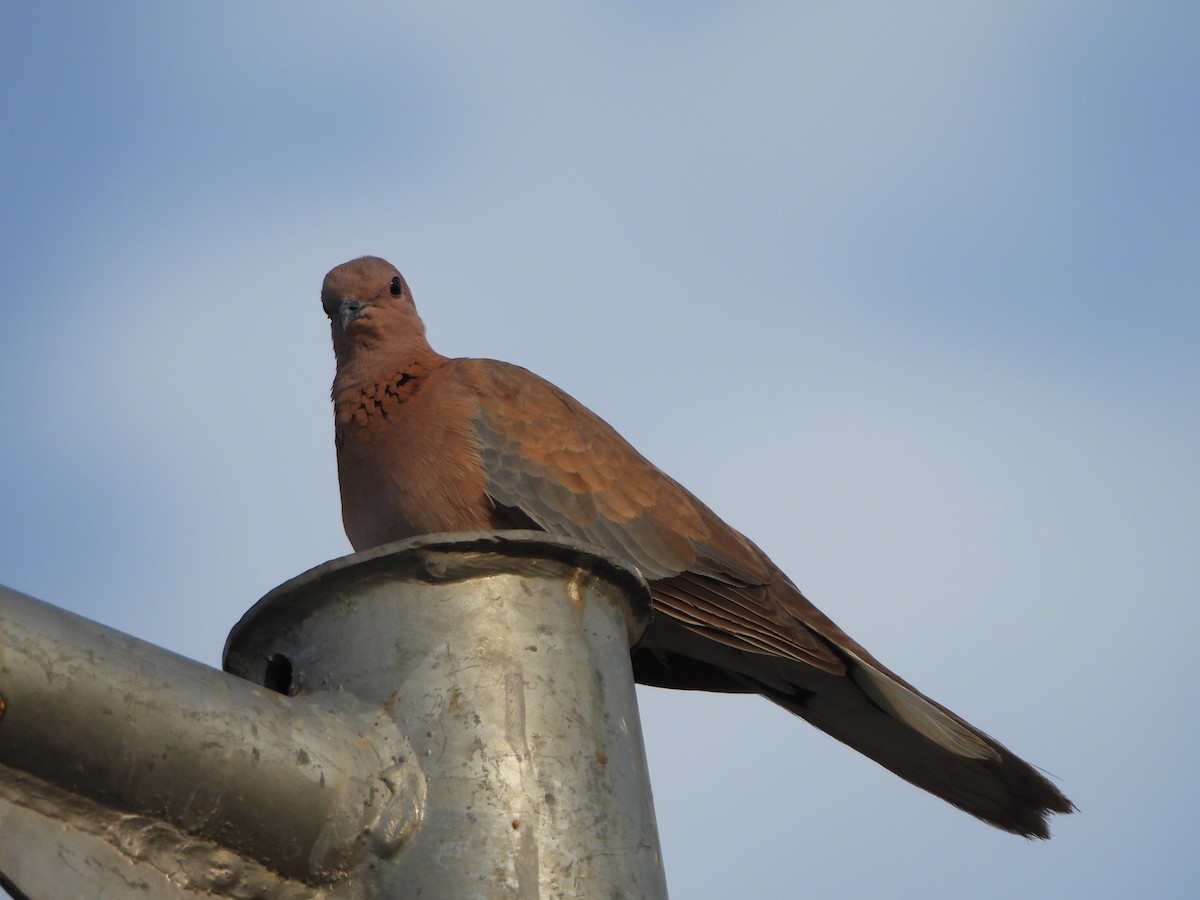 Laughing Dove - ML618617196