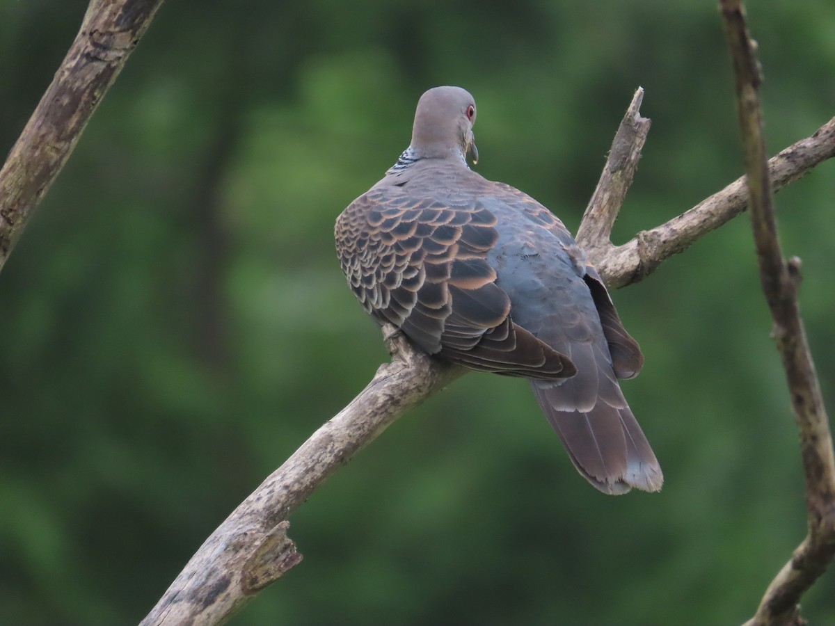 Oriental Turtle-Dove - ML618617216