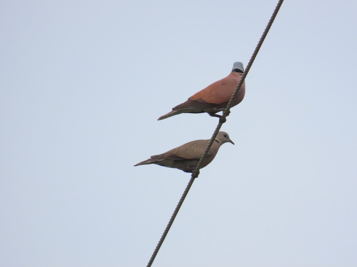 Red Collared-Dove - ML618617234
