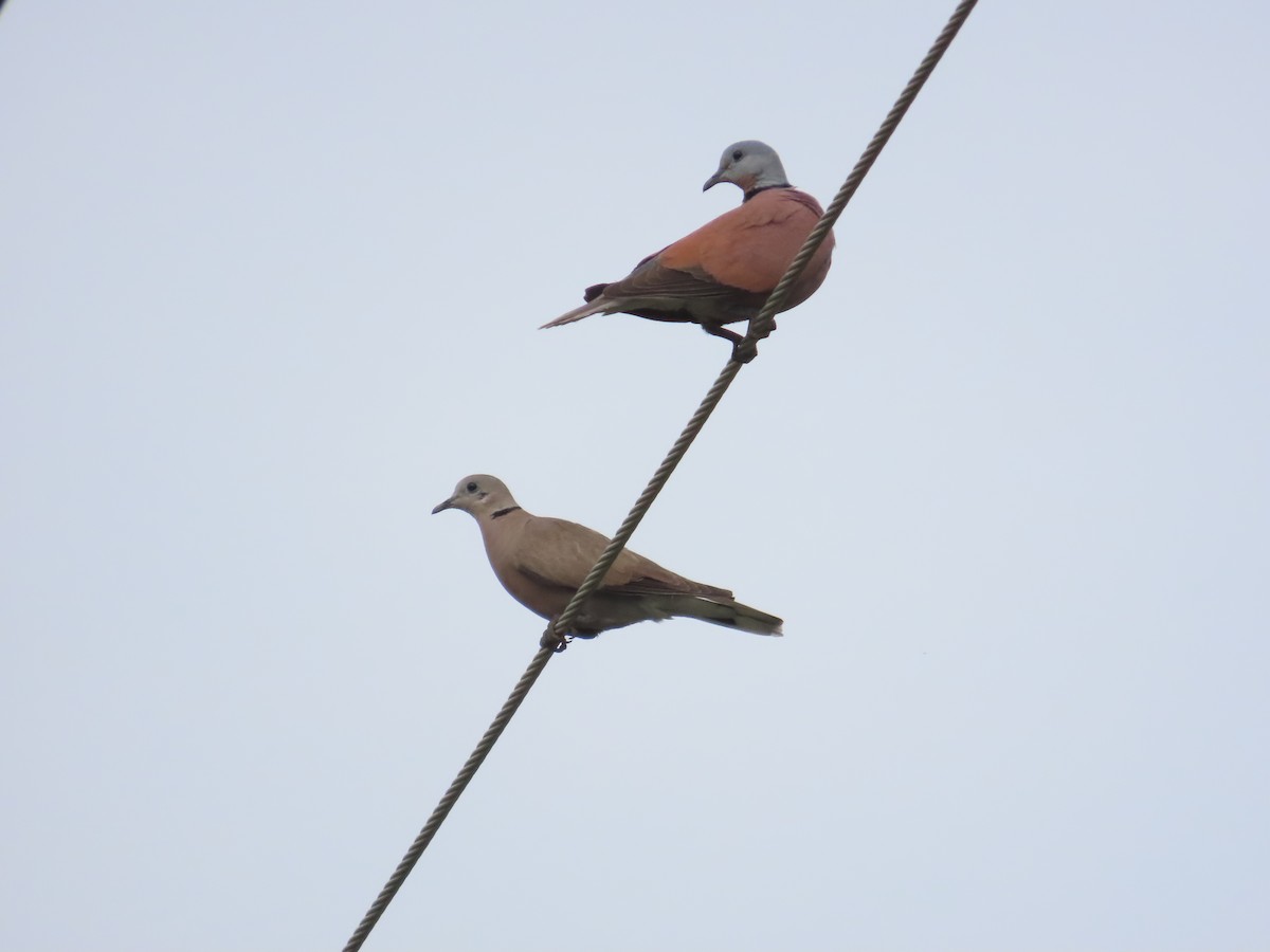 Red Collared-Dove - ML618617235
