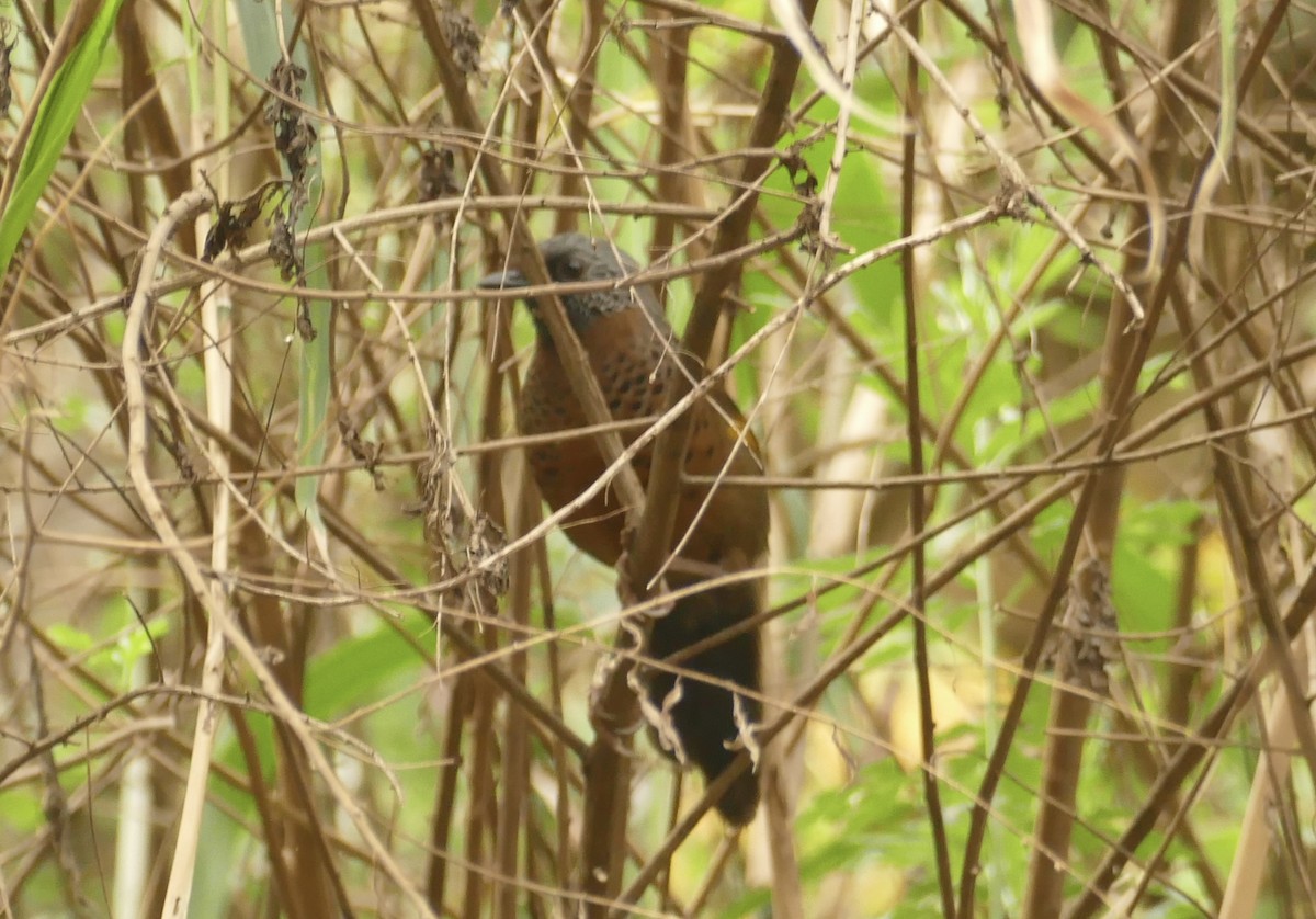 Chestnut-crowned Laughingthrush - ML618617283