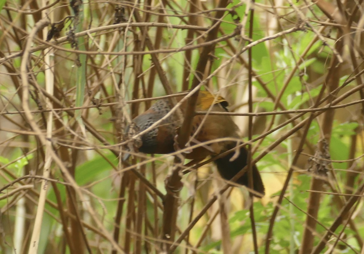 Chestnut-crowned Laughingthrush - ML618617284