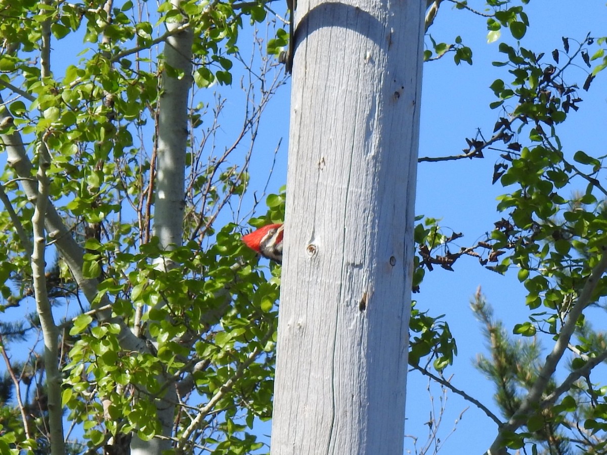 Pileated Woodpecker - André St Pierre Aline Beauchemin