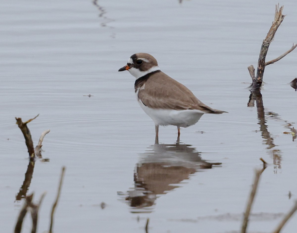 Semipalmated Plover - ML618617396