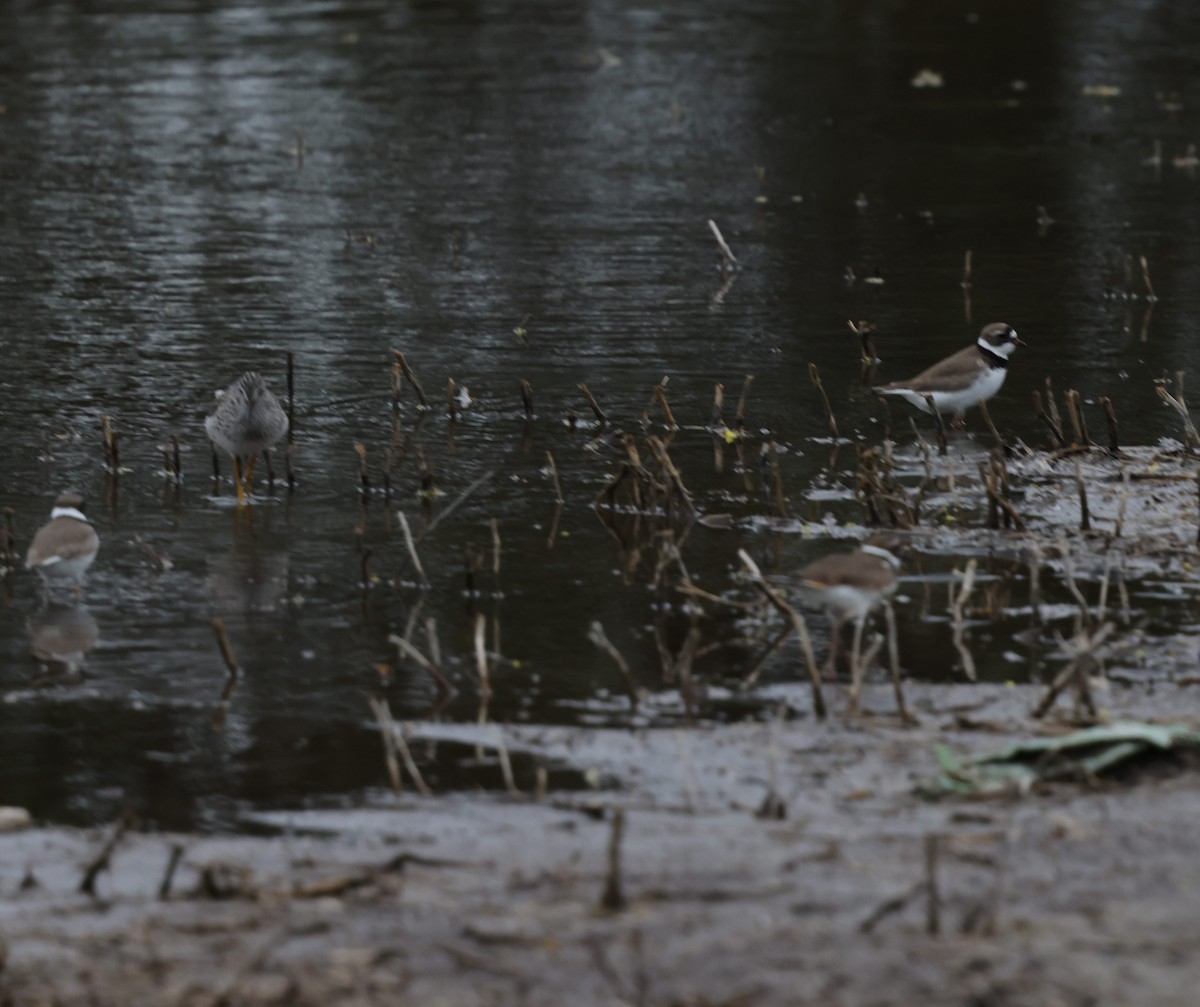 Semipalmated Plover - ML618617397
