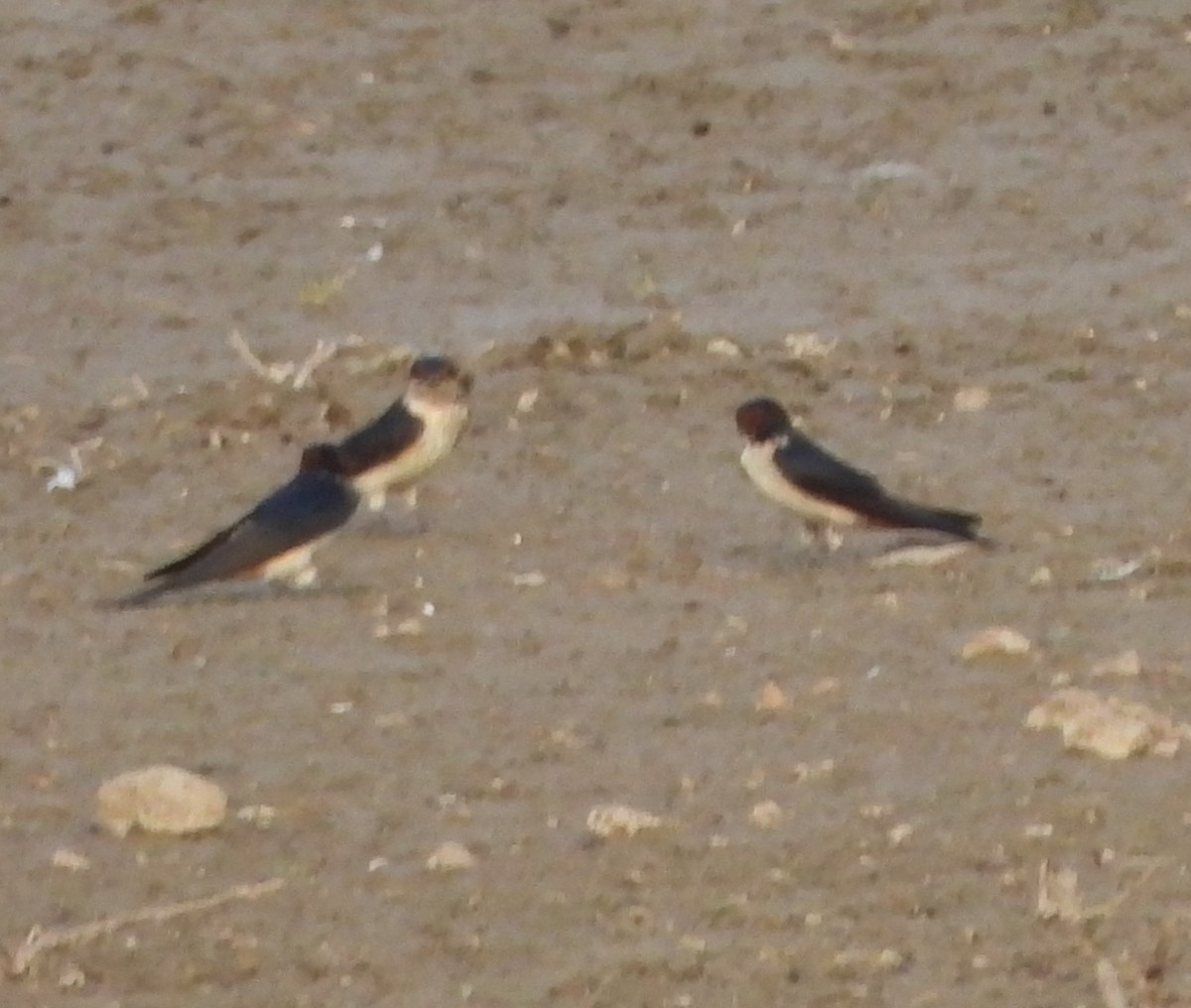 Red-rumped Swallow - ML618617488