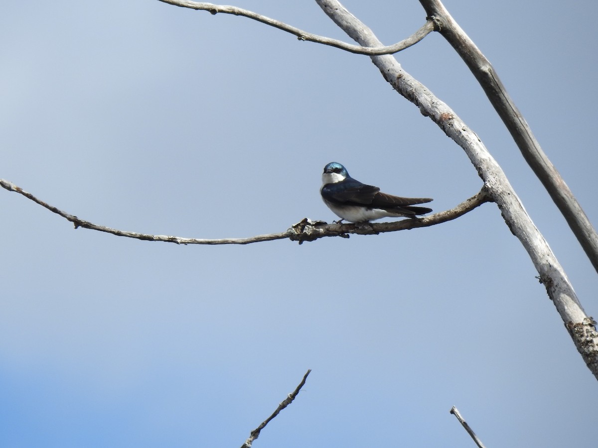 Tree Swallow - ML618617500