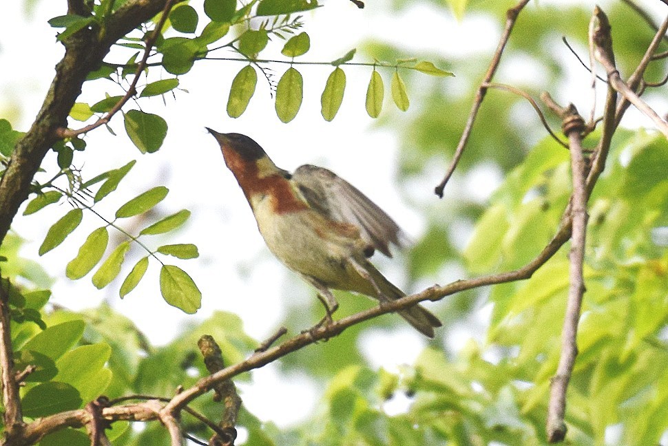 Bay-breasted Warbler - ML618617524