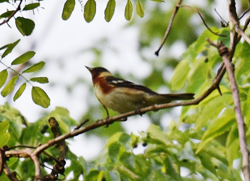 Bay-breasted Warbler - ML618617525
