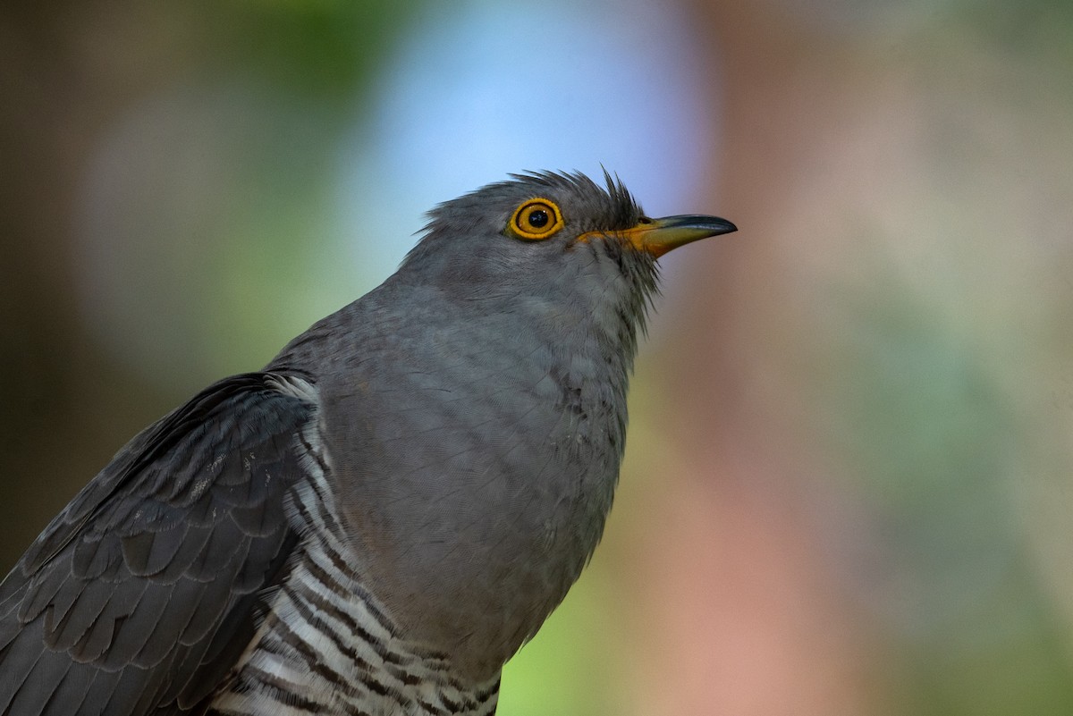 Common Cuckoo - ML618617532