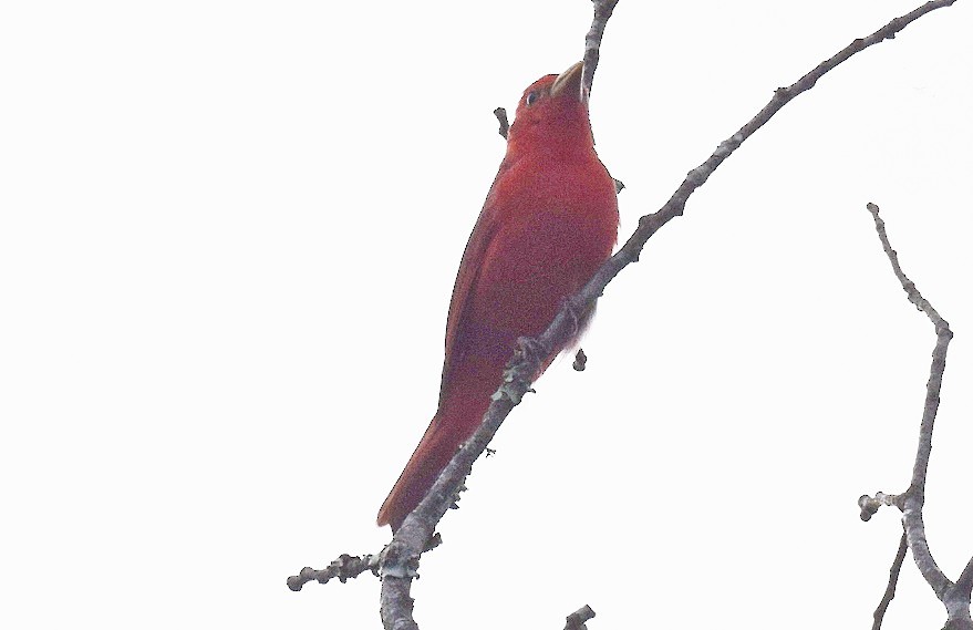 Scarlet Tanager - ML618617563