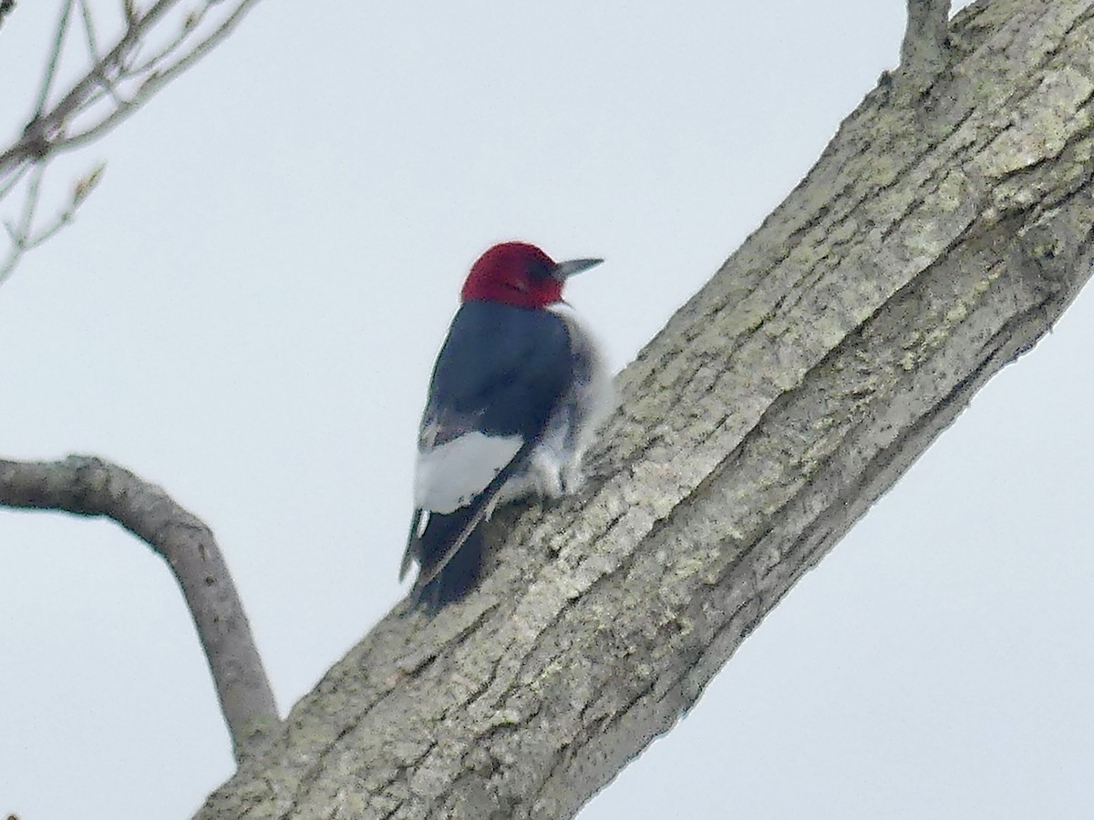 Red-headed Woodpecker - ML618617595