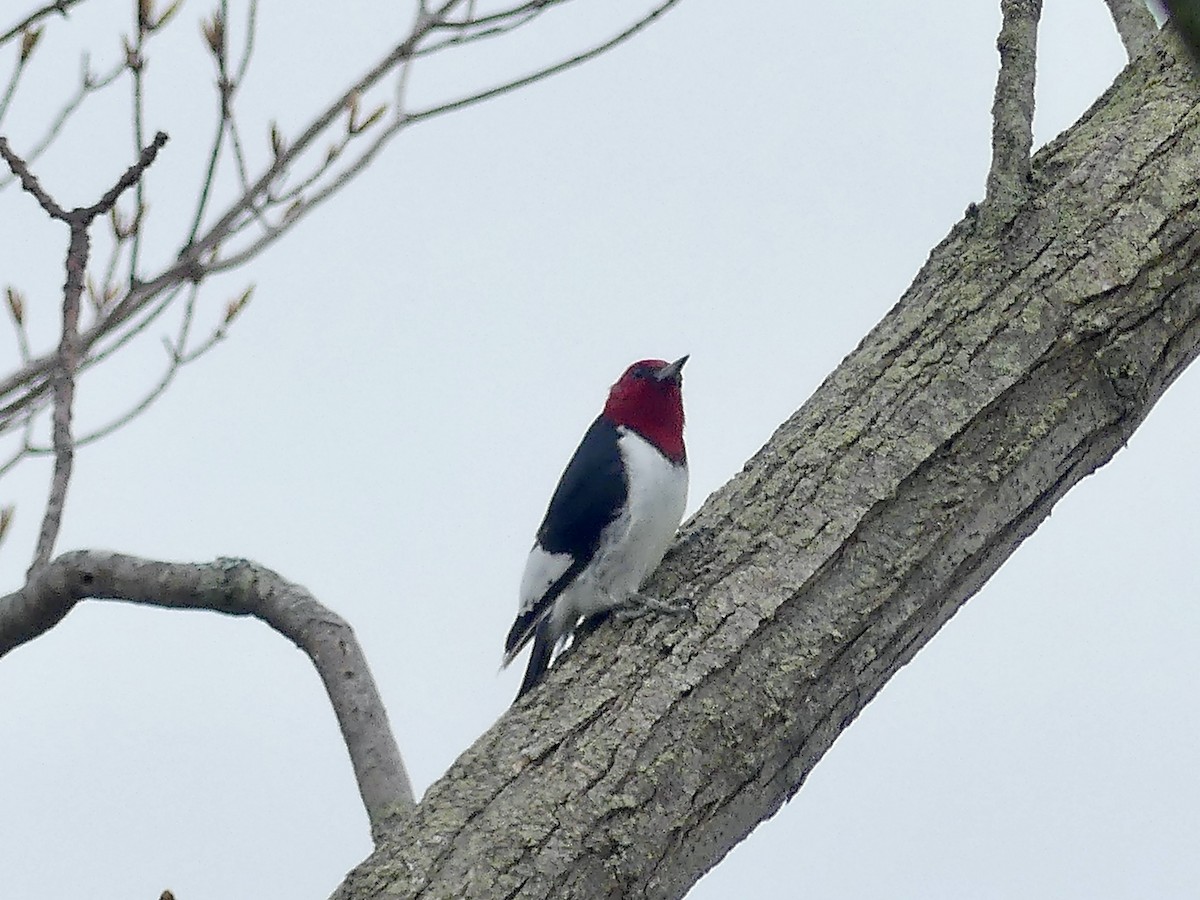 Red-headed Woodpecker - ML618617596
