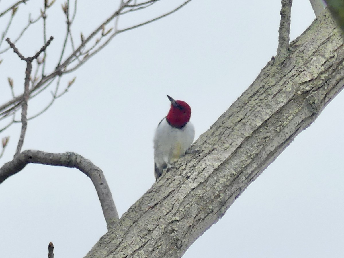 Red-headed Woodpecker - ML618617597
