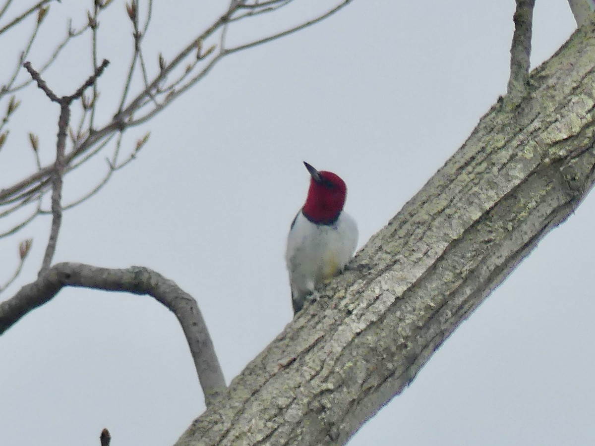 Red-headed Woodpecker - ML618617598
