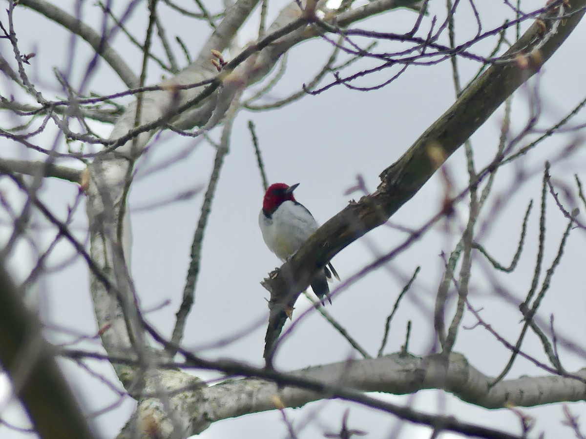 Red-headed Woodpecker - ML618617599