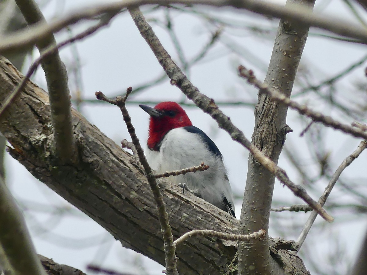 Red-headed Woodpecker - ML618617600