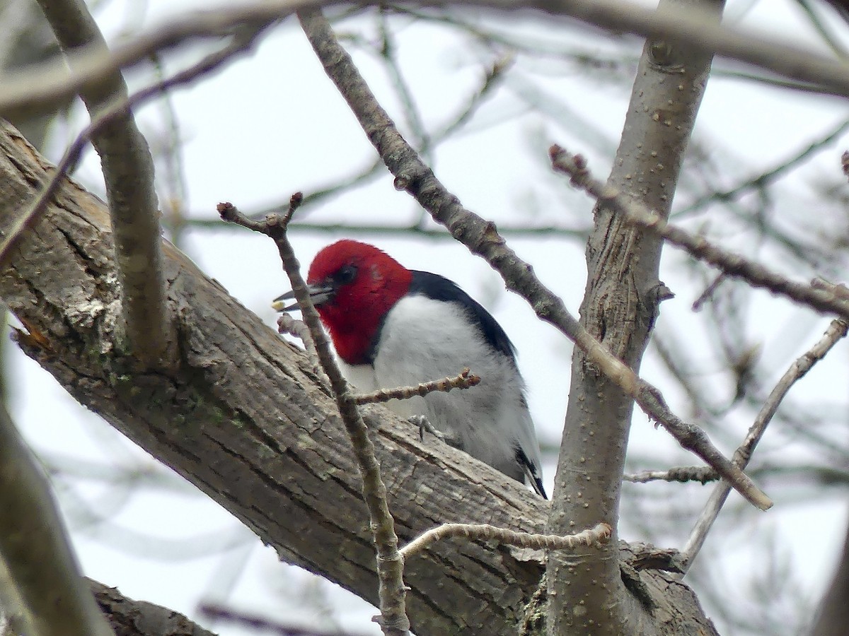 Red-headed Woodpecker - ML618617601
