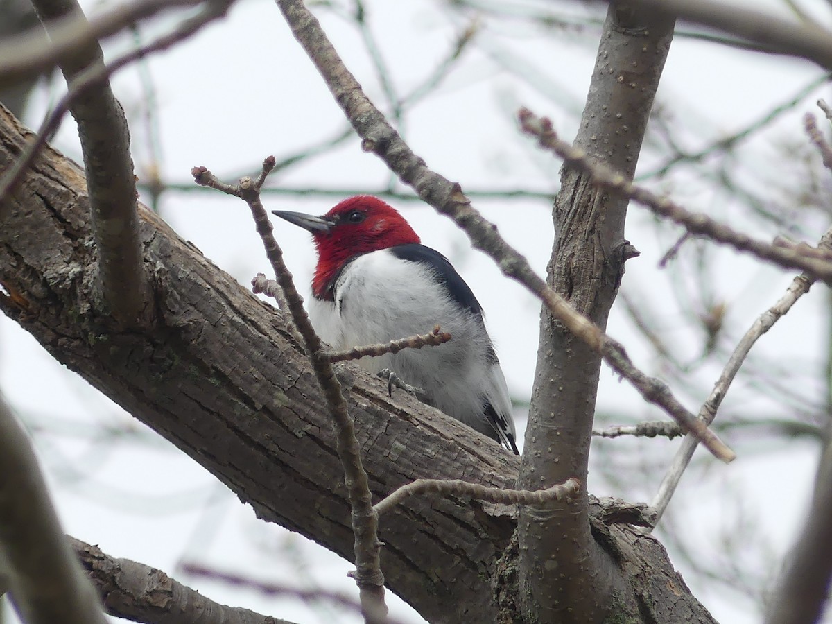 Red-headed Woodpecker - ML618617602