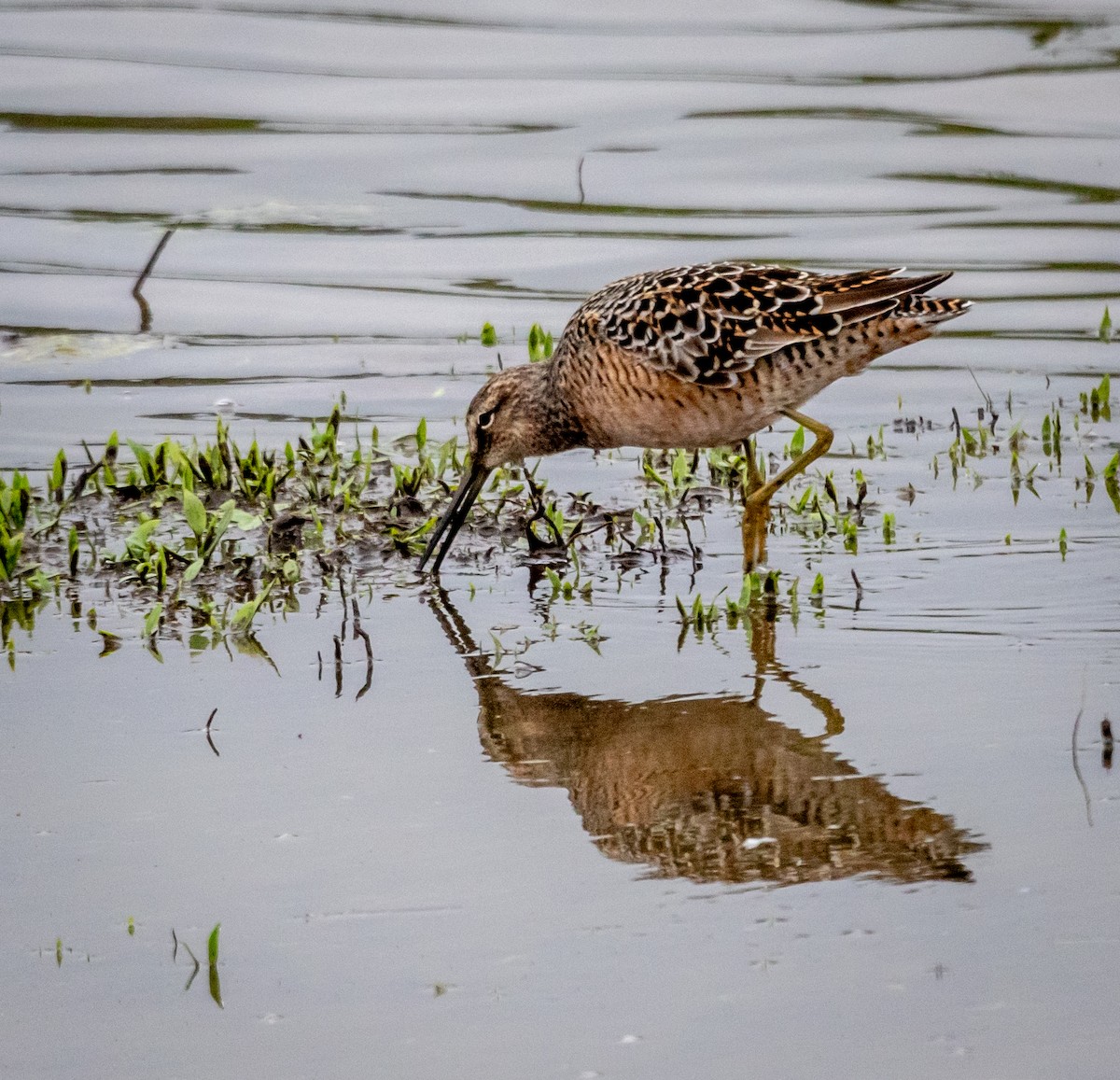 Long-billed Dowitcher - ML618617617