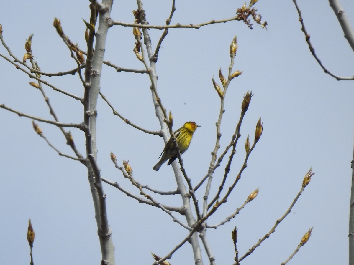 Cape May Warbler - ML618617626