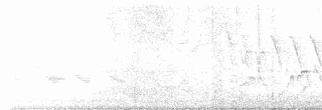 Дрізд-короткодзьоб Cвенсона - ML618617675