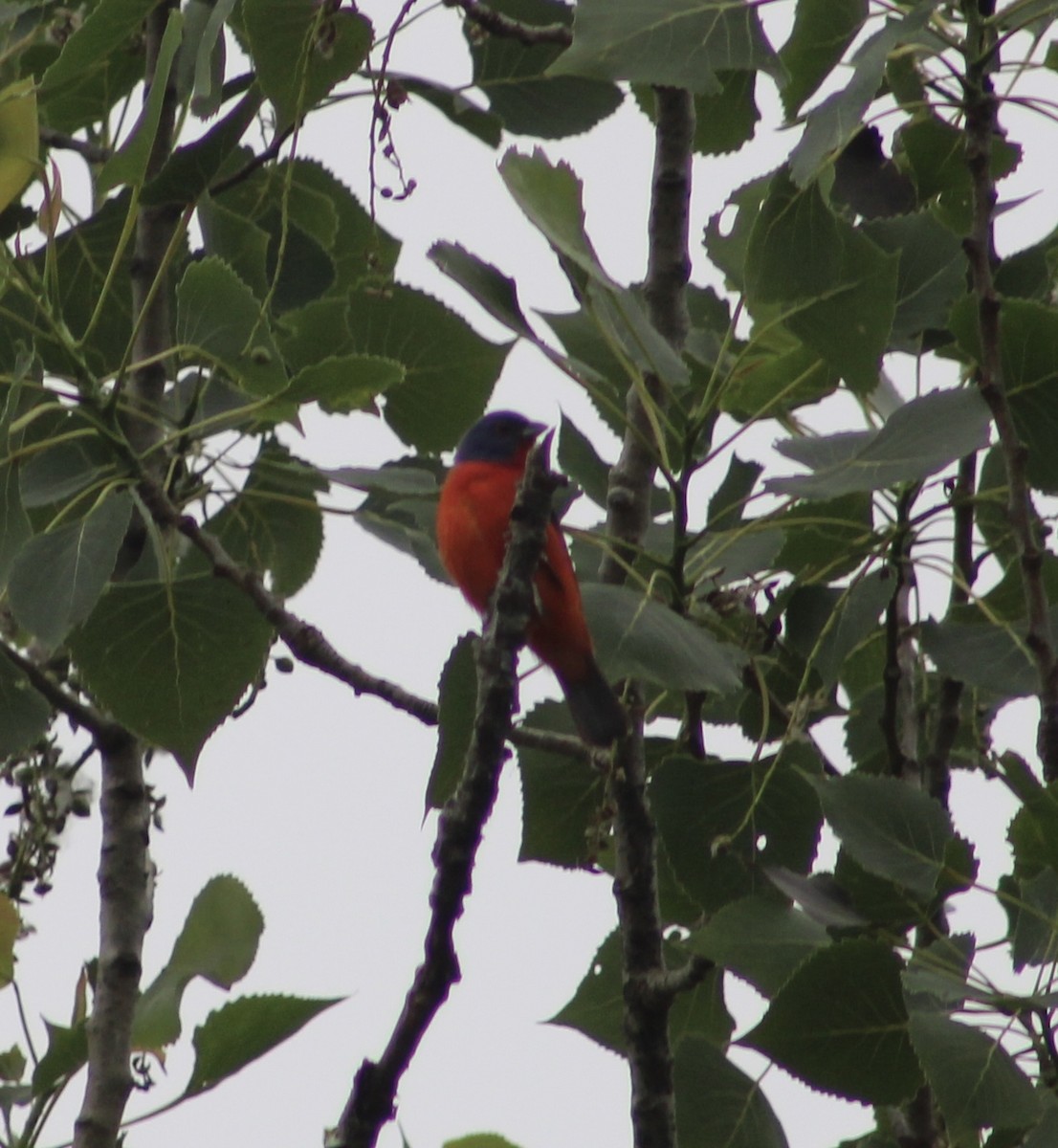 Painted Bunting - ML618617682