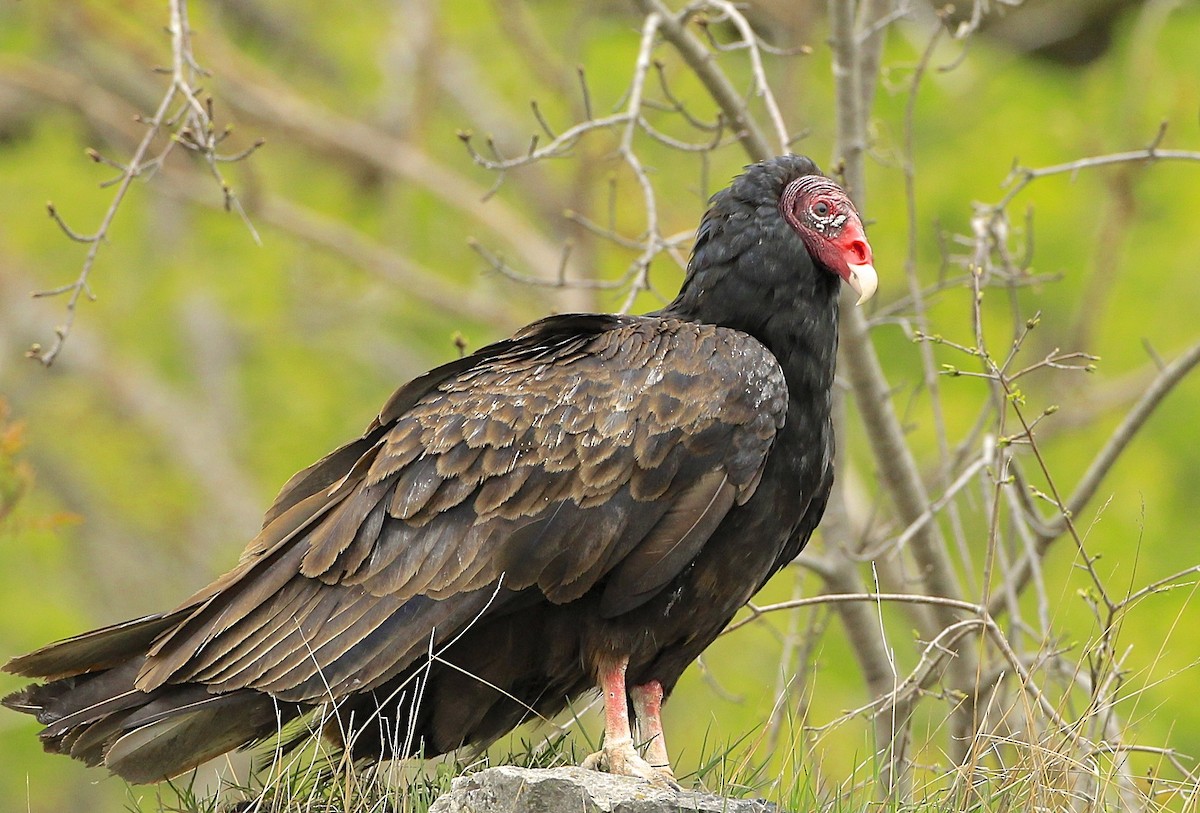 Turkey Vulture - James Kinderman