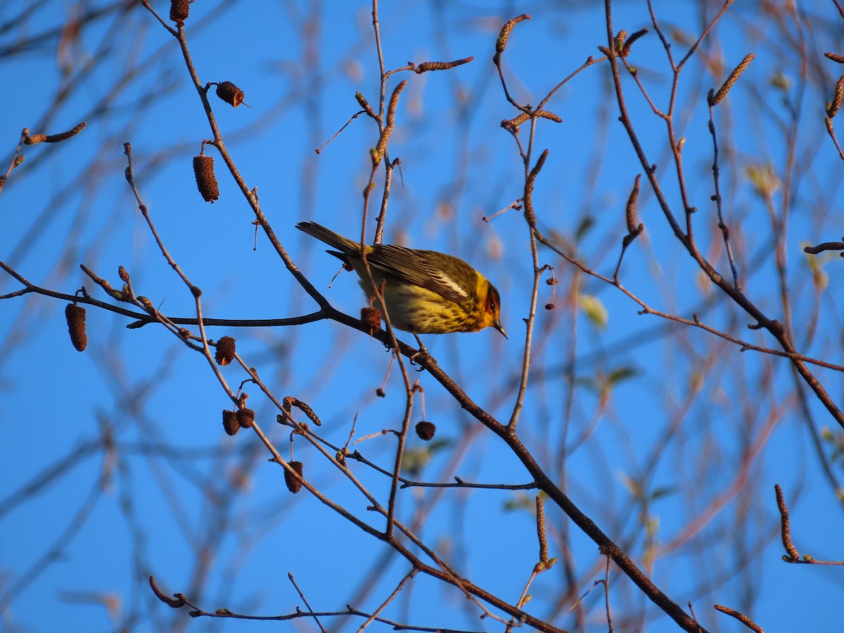 Cape May Warbler - ML618617794