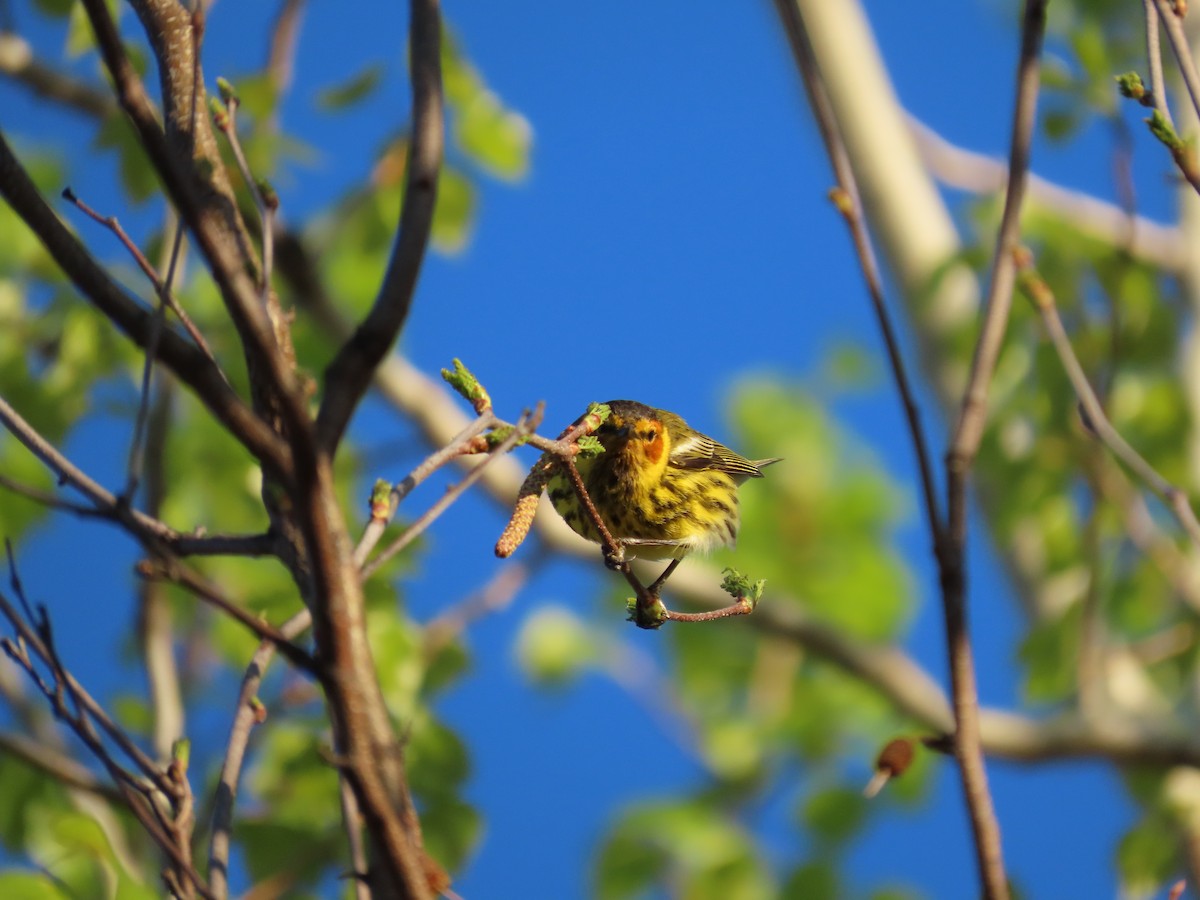Cape May Warbler - ML618617796