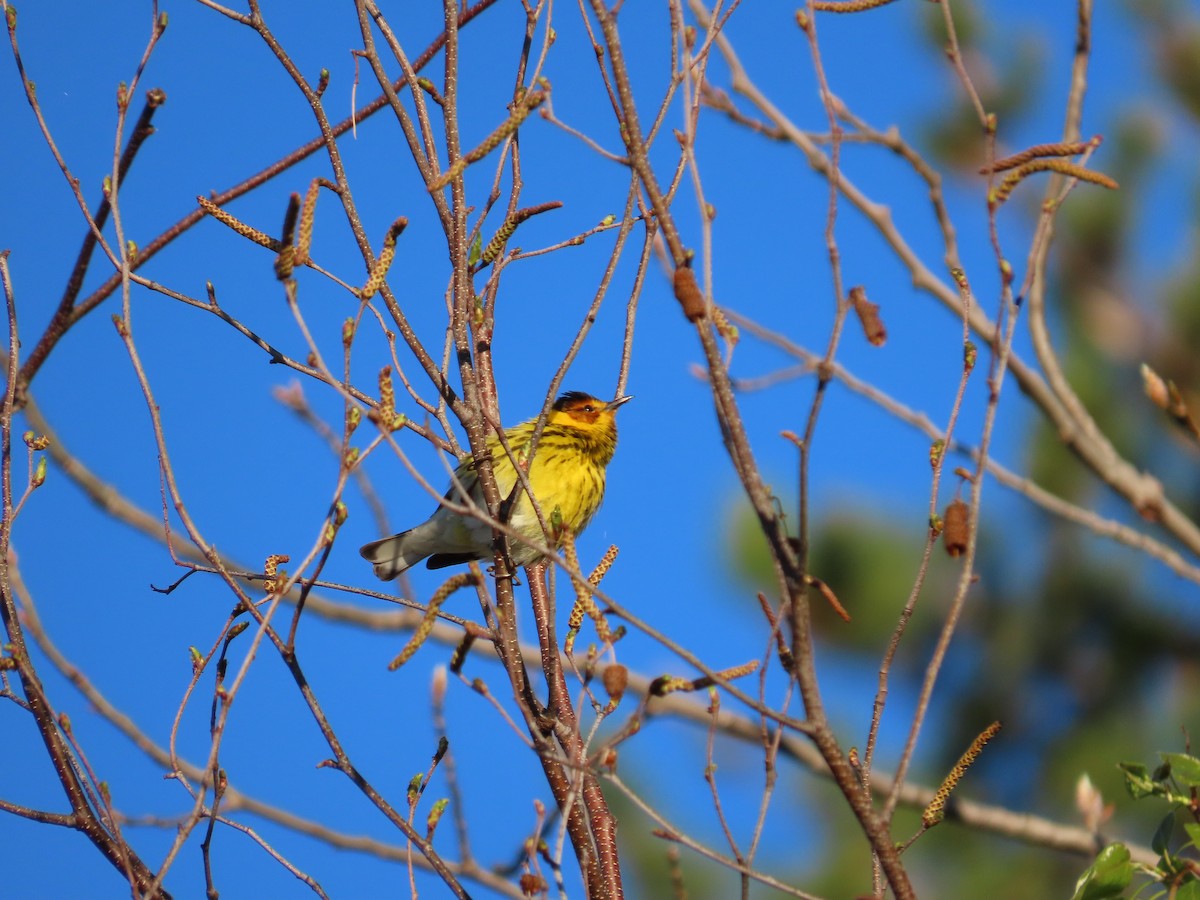 Cape May Warbler - ML618617799