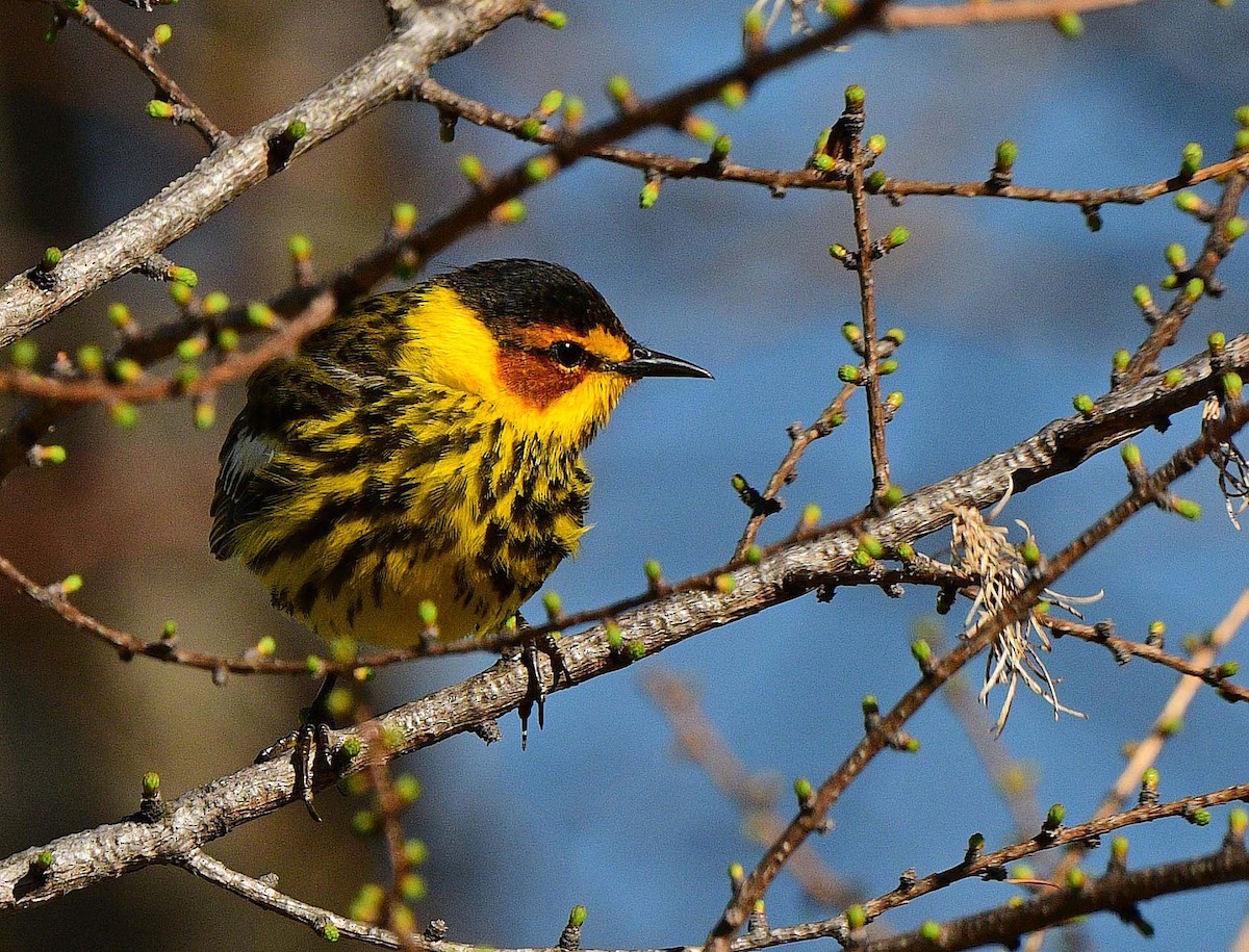 Cape May Warbler - ML618617808