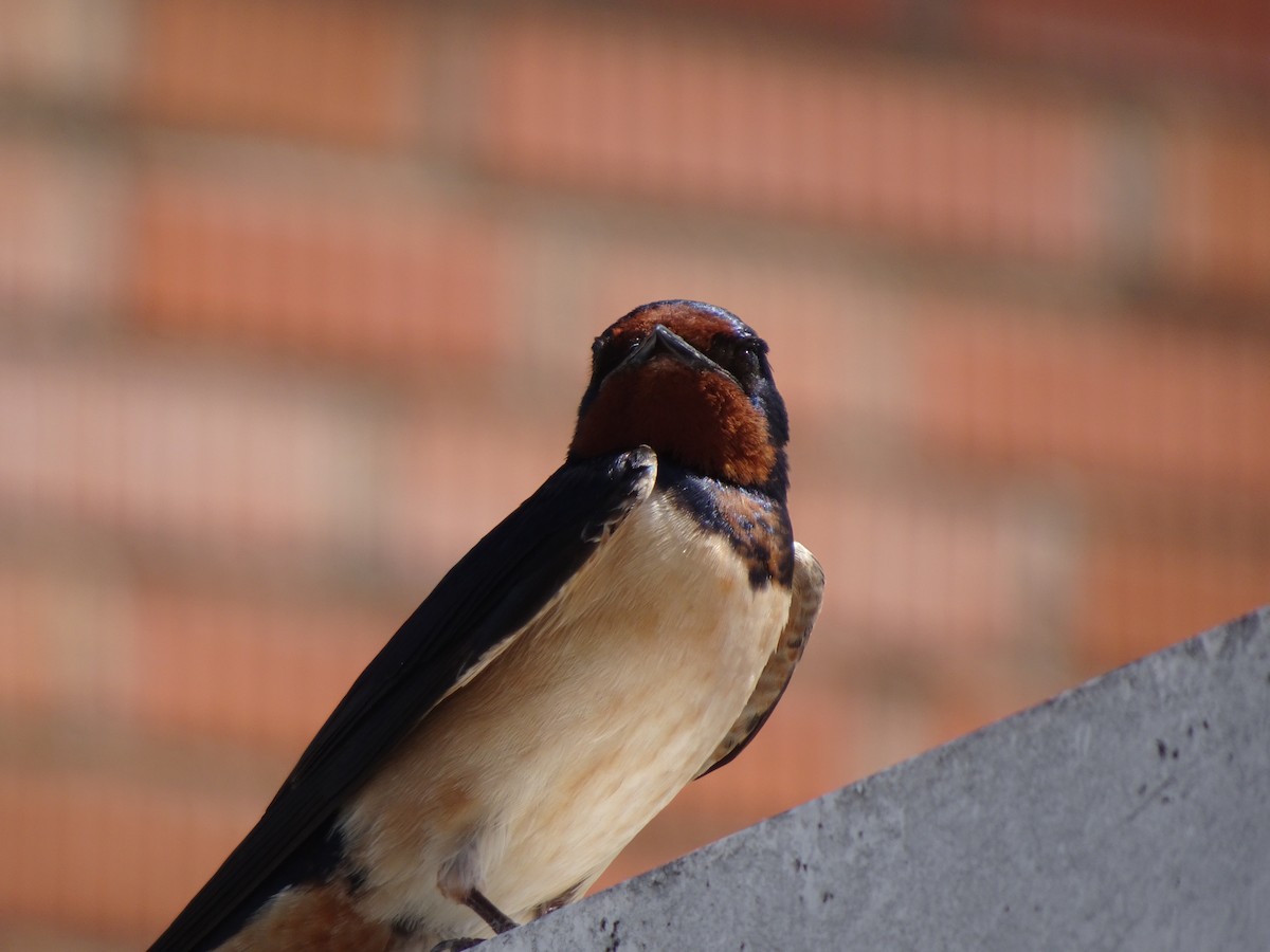 Barn Swallow - ML618617852