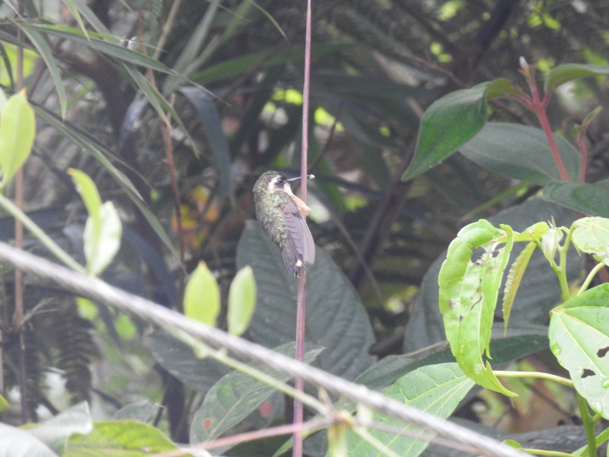 Speckled Hummingbird - ML618617861