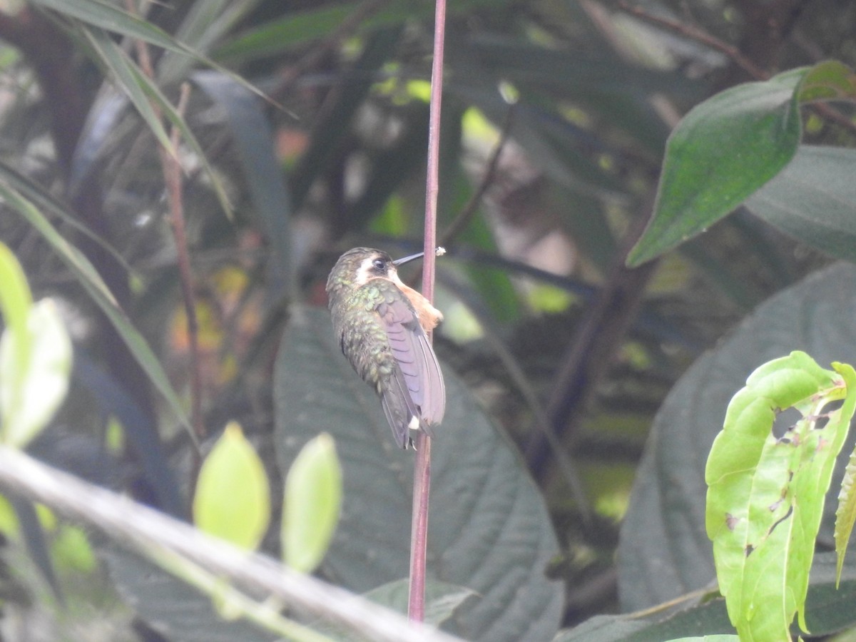 Speckled Hummingbird - ML618617862