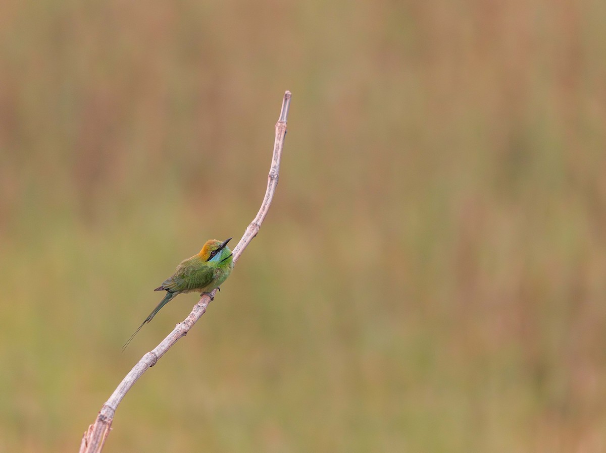 Asian Green Bee-eater - ML618618079