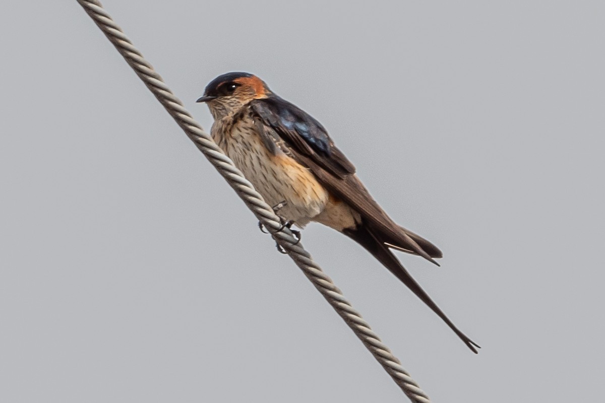 Red-rumped Swallow (Red-rumped) - ML618618087