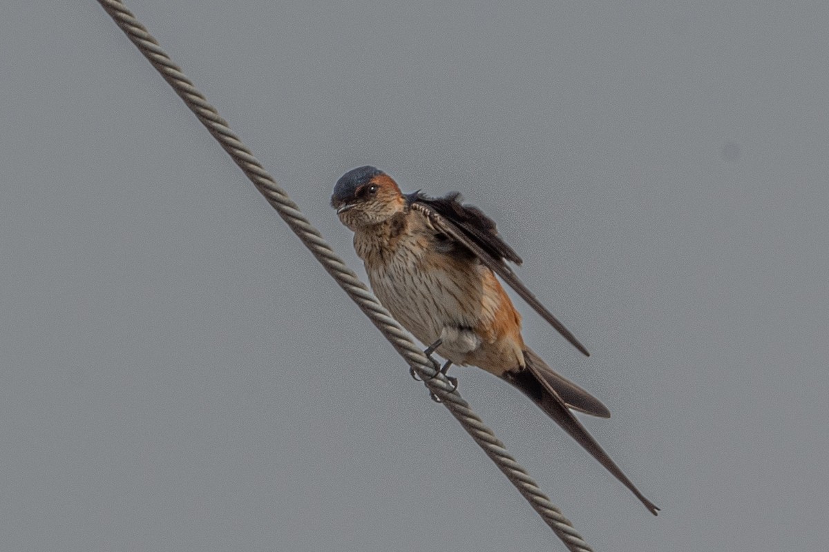 Red-rumped Swallow (Red-rumped) - ML618618090
